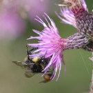 Distelhummeldrohn (Bombus soroeensis) I
Hochgeladen am 26.12.2014 von theAmuno