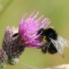 Distelhummeldrohn (Bombus soroeensis) II
Hochgeladen am 26.12.2014 von theAmuno