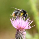 Distelhummeldrohn (Bombus soroeensis) II
Hochgeladen am 26.12.2014 von theAmuno