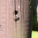 Wildbiene inspiziert Schraubenlöcher des Gartenzauns
Hochgeladen am 07.06.2014 von theAmuno