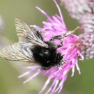 Bombus soroeensis vs. Bombus lapidarius I
Hochgeladen am 27.12.2014 von theAmuno