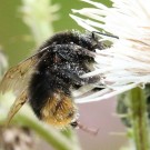 Bombus soroeensis vs. Bombus lapidarius I
Hochgeladen am 27.12.2014 von theAmuno