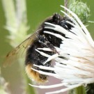 Bombus soroeensis vs. Bombus lapidarius I
Hochgeladen am 27.12.2014 von theAmuno