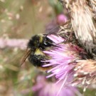 Distelhummeldrohn (Bombus soroeensis) III
Hochgeladen am 26.12.2014 von theAmuno