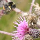 Distelhummeldrohn (Bombus soroeensis) III
Hochgeladen am 26.12.2014 von theAmuno