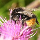 Bombus soroeensis vs. Bombus lapidarius II
Hochgeladen am 27.12.2014 von theAmuno