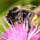 Bombus soroeensis vs. Bombus lapidarius II
Hochgeladen am 27.12.2014 von theAmuno