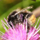 Bombus soroeensis vs. Bombus lapidarius II
Hochgeladen am 27.12.2014 von theAmuno