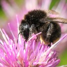 Bombus soroeensis vs. Bombus lapidarius II
Hochgeladen am 27.12.2014 von theAmuno