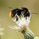 Distelhummeldrohn (Bombus soroeensis) VI
Hochgeladen am 26.12.2014 von theAmuno