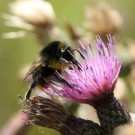 Distelhummeldrohn (Bombus soroeensis) VI
Hochgeladen am 26.12.2014 von theAmuno