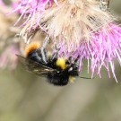 Distelhummeldrohn (Bombus soroeensis) VI
Hochgeladen am 26.12.2014 von theAmuno