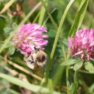 Sandhummelkönigin (Bombus veteranus) an Rotklee (Trifolium pratensis) III
Hochgeladen am 09.06.2014 von theAmuno
