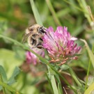 Sandhummelkönigin (Bombus veteranus) an Rotklee (Trifolium pratensis) I
Hochgeladen am 09.06.2014 von theAmuno