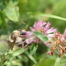 Sandhummelkönigin (Bombus veteranus) an Rotklee (Trifolium pratensis) II
Hochgeladen am 09.06.2014 von theAmuno