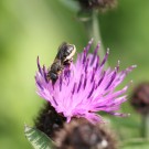 Eventuell Osmia leaiana
Hochgeladen am 27.06.2015 von theAmuno