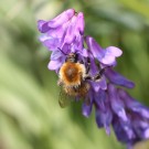 Mooshummelkönigin (Bombus muscorum) an Vogelwicke (Viccia cracca) I
Hochgeladen am 09.06.2014 von theAmuno