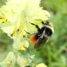 Bombus wurflenii Drohn? II
Hochgeladen am 22.01.2017 von theAmuno