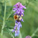 Mooshummelarbeiterin (Bombus muscorum) an Vogelwicken (Viccia cracca)
Hochgeladen am 16.06.2014 von theAmuno