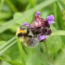 Bombus jonellus
Hochgeladen am 06.02.2016 von theAmuno
