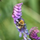 Mooshummelarbeiterin (Bombus muscorum) an Vogelwicken (Viccia cracca) II
Hochgeladen am 16.06.2014 von theAmuno