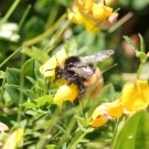 Bombus monticola vs. Bombus wurflenii III
Hochgeladen am 25.07.2016 von theAmuno