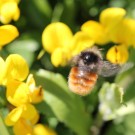 Bombus monticola vs. Bombus wurflenii II
Hochgeladen am 25.07.2016 von theAmuno