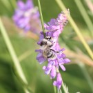 Waldhummel-Arbeiterin (Bombus sylvarum)
Hochgeladen am 06.07.2015 von theAmuno