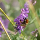 Mooshummel-Arbeiterin (Bombus muscorum)
Hochgeladen am 06.07.2015 von theAmuno