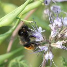 Bombus ruderarius Drohn ? I
Hochgeladen am 06.07.2015 von theAmuno