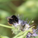 Bombus ruderarius Drohn ? I
Hochgeladen am 06.07.2015 von theAmuno