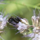 Bombus ruderarius Drohn ? I
Hochgeladen am 06.07.2015 von theAmuno