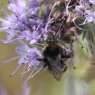 Bombus ruderarius Drohn ? II
Hochgeladen am 06.07.2015 von theAmuno