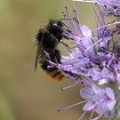 Bombus ruderarius Drohn ? II
Hochgeladen am 06.07.2015 von theAmuno