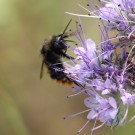 Bombus ruderarius Drohn ? II
Hochgeladen am 06.07.2015 von theAmuno