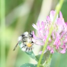 Bombus humilis/veteranus?
Hochgeladen am 04.08.2015 von theAmuno