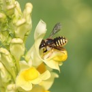 Garten-Wollbiene (Anthidium manicatum) an Löwenmäulchen (Antirrhinum spec.)
Hochgeladen am 25.07.2016 von theAmuno