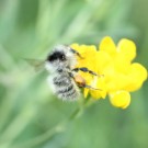 Bombus humilis/veteranus ?
Hochgeladen am 04.08.2015 von theAmuno