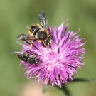 Wollbienenmännchen (Anthidium manicatum) und eventuell Osmia caerulescens Weibchen an Centaurea nigra
Hochgeladen am 02.08.2015 von theAmuno