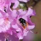 Osmia cornuta Weibchen
Hochgeladen am 29.03.2017 von theAmuno