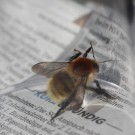 Mooshummelkönigin (Bombus muscorum) II
Hochgeladen am 08.04.2015 von theAmuno