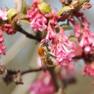 Mooshummelkönigin (Bombus muscorum) III
Hochgeladen am 08.04.2015 von theAmuno