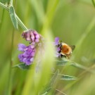 Mooshummelarbeiterin (Bombus muscorum) an Vogelwicken (Viccia cracca)
Hochgeladen am 13.06.2016 von theAmuno