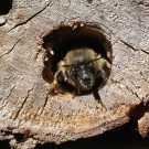 Anthophora plumipes I
Hochgeladen am 11.05.2015 von theAmuno