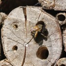 Anthophora plumipes II
Hochgeladen am 11.05.2015 von theAmuno