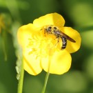 Hahnenfuß-Scherenbiene (Osmia florisomnis)? an Ranunculus sp.
Hochgeladen am 22.05.2014 von theAmuno