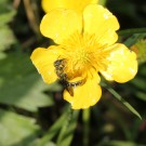 Hahnenfuß Scherenbiene (Osmia florisomnis)? an Ranunculus sp.
Hochgeladen am 22.05.2014 von theAmuno