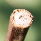Bewohnerin eines Brombeerstängels
Hochgeladen am 15.07.2014 von theAmuno