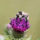 Waldhummel (B. sylvarum) an Distel (Cirsium sp.)
Hochgeladen am 20.06.2016 von theAmuno