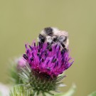 Waldhummel (B. sylvarum) an Distel (Cirsium sp.)
Hochgeladen am 20.06.2016 von theAmuno